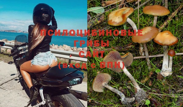 шишки Аркадак